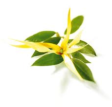 bioparfem ylang ylang bjobj